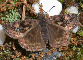 Horace's Duskywing